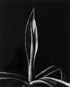 Agave