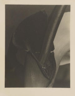 Black and White Lily, Antique Unique Photograph Signed Silver Gelatin Photo