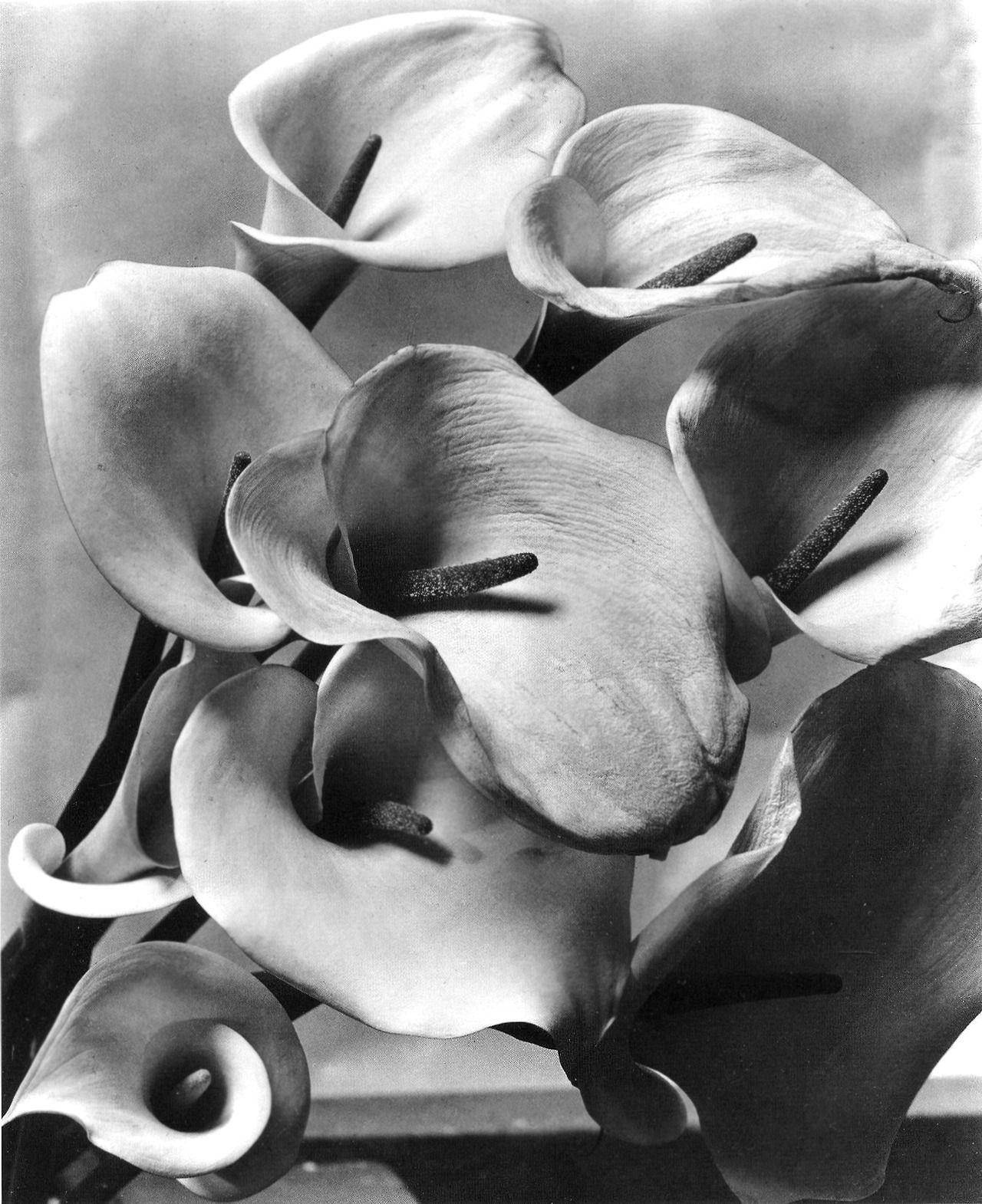 Imogen Cunningham Still-Life Photograph - Callas