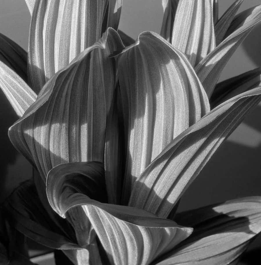 False Hellebore, Glacial Lilly