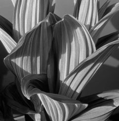 Faux hellébore, The Lilly glaciaire