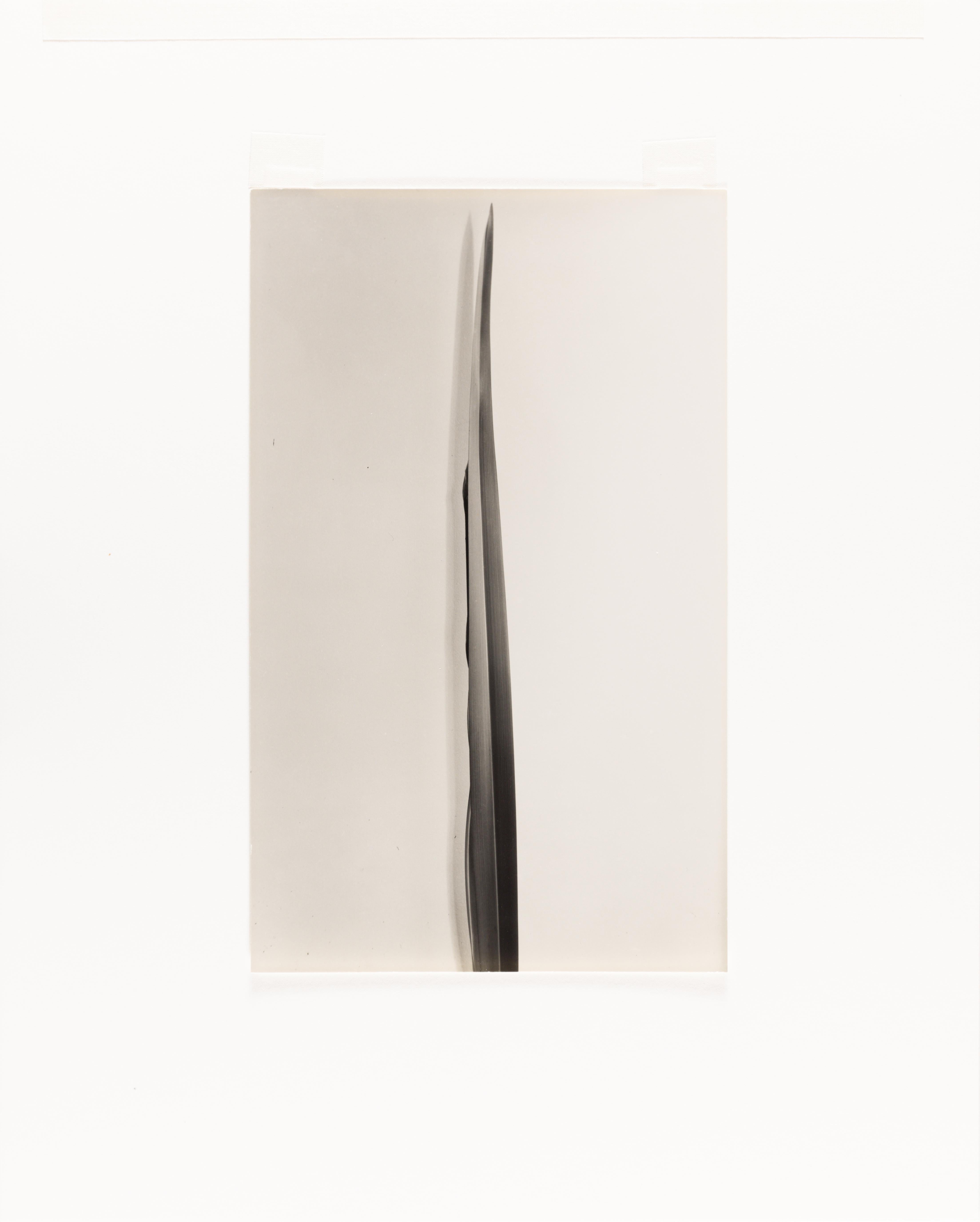 Flax – Photograph von Imogen Cunningham