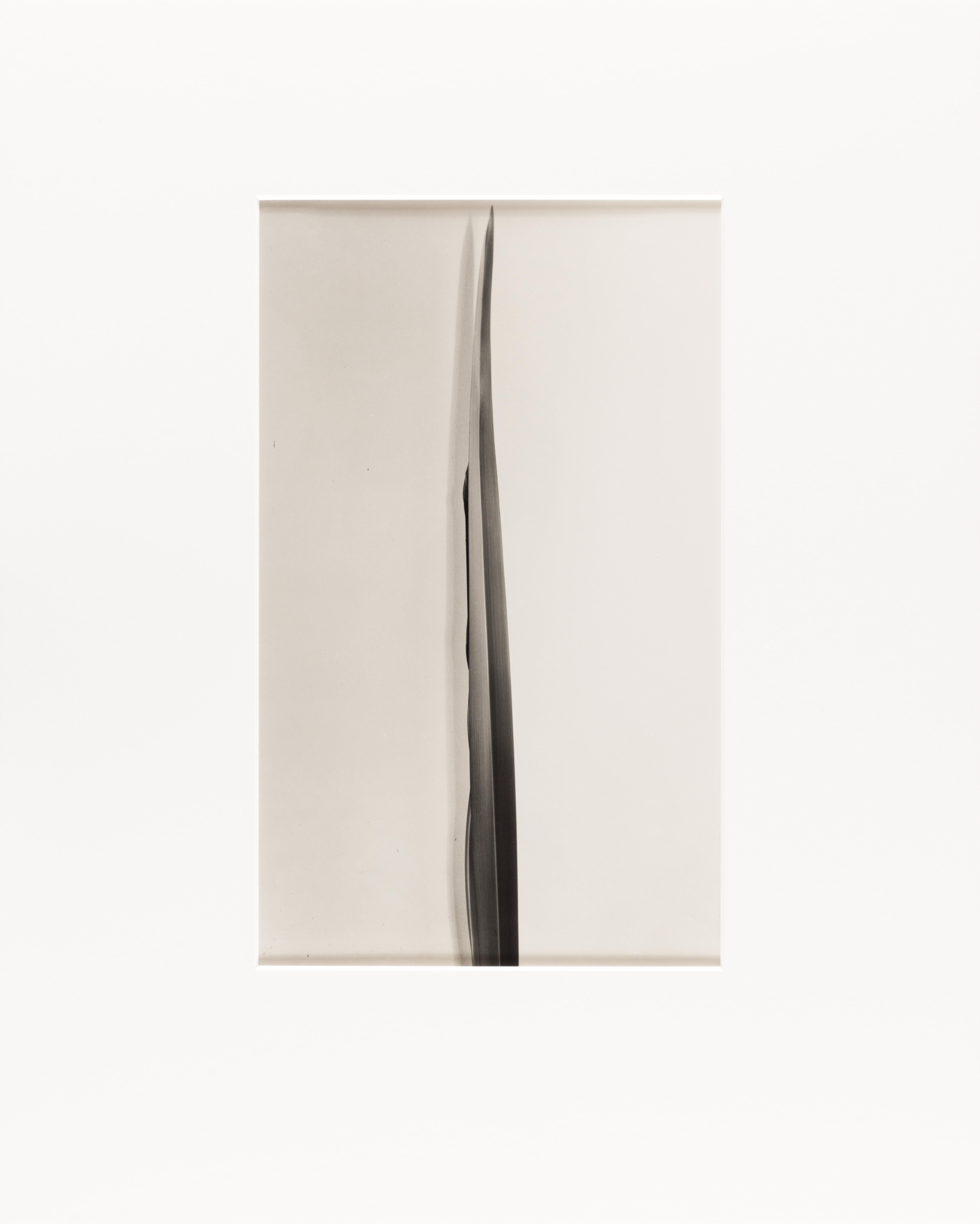 This early silver gelatin print is unsigned and unmounted. It is inscribed on the reverse 