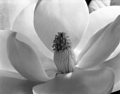 Magnolia Blossom