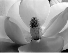 Fleur du magnolia