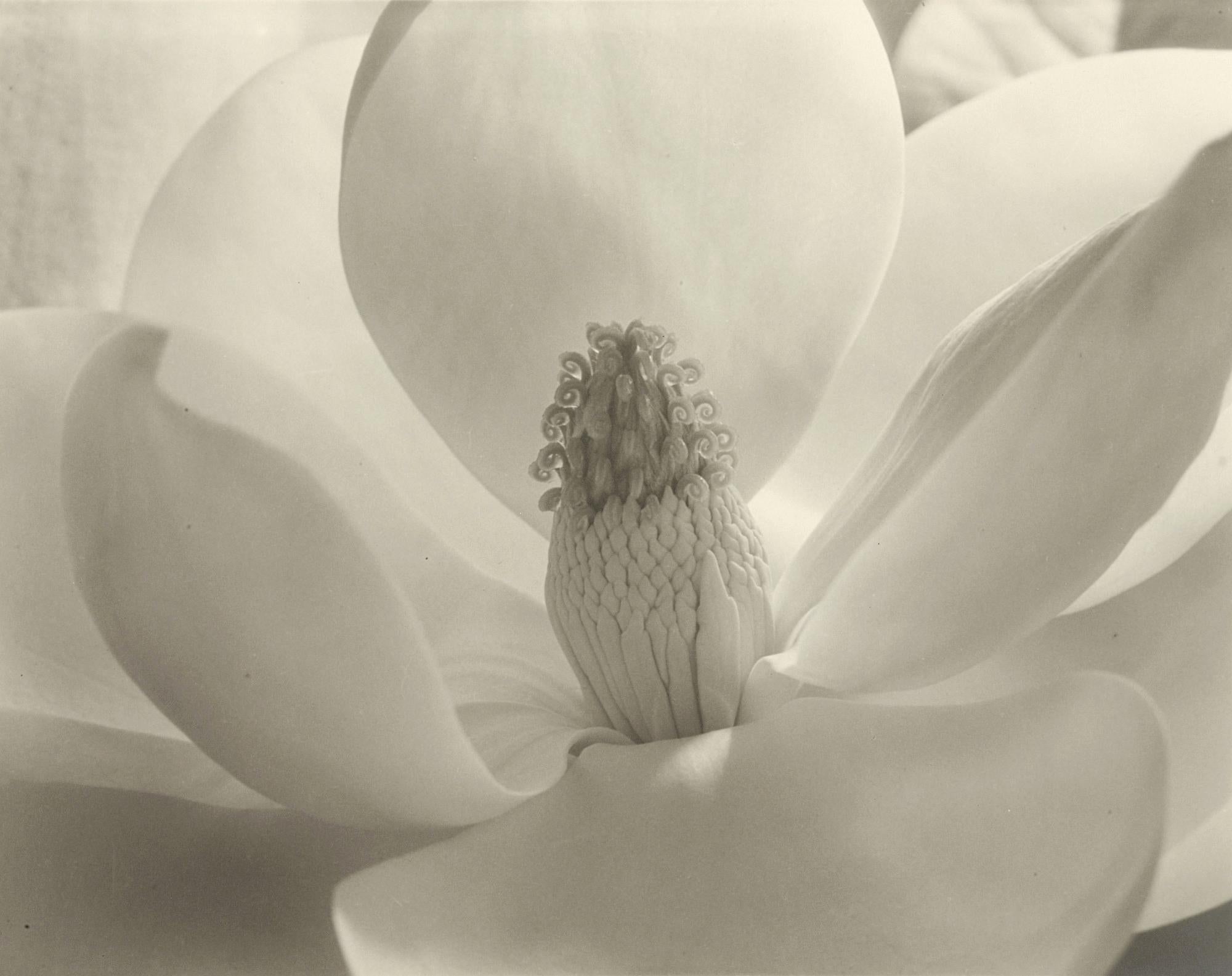 Imogen Cunningham Black and White Photograph – Magnolienblüte