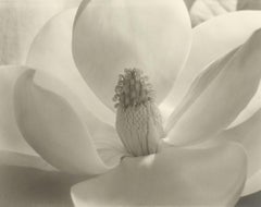 Fiore di Magnolia