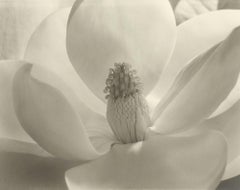 Magnolienblüte