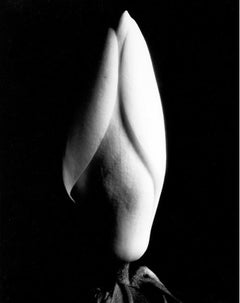 Magnolia Bud