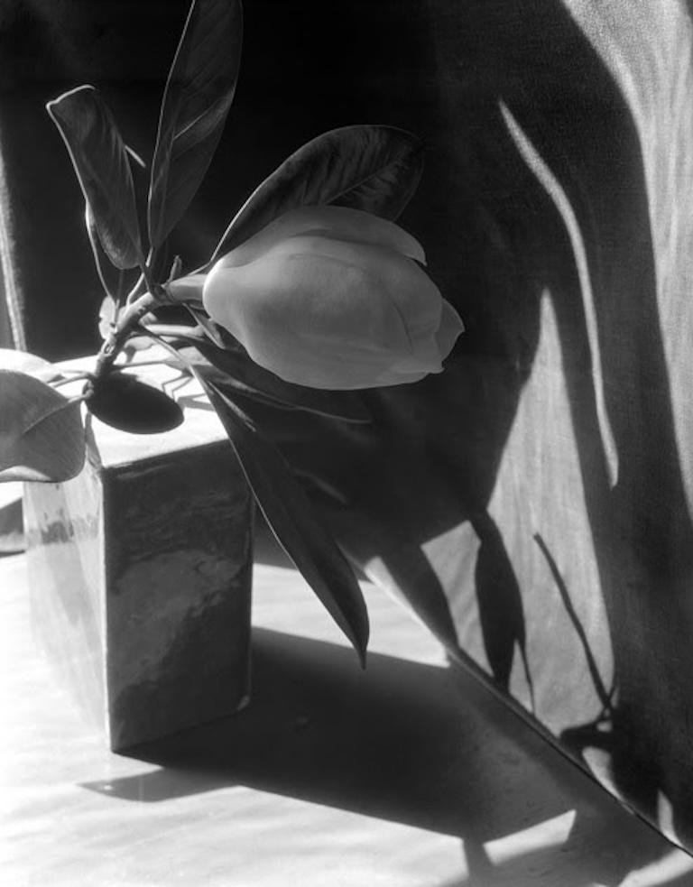 Imogen Cunningham Black and White Photograph - Magnolia, variation on a theme