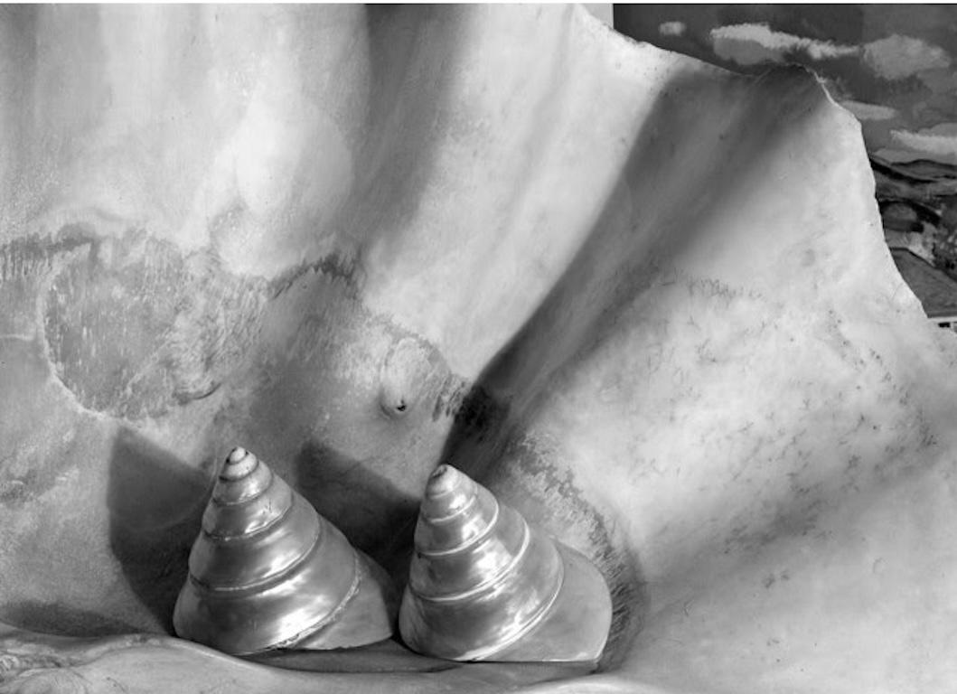 Imogen Cunningham Still-Life Photograph – Shells