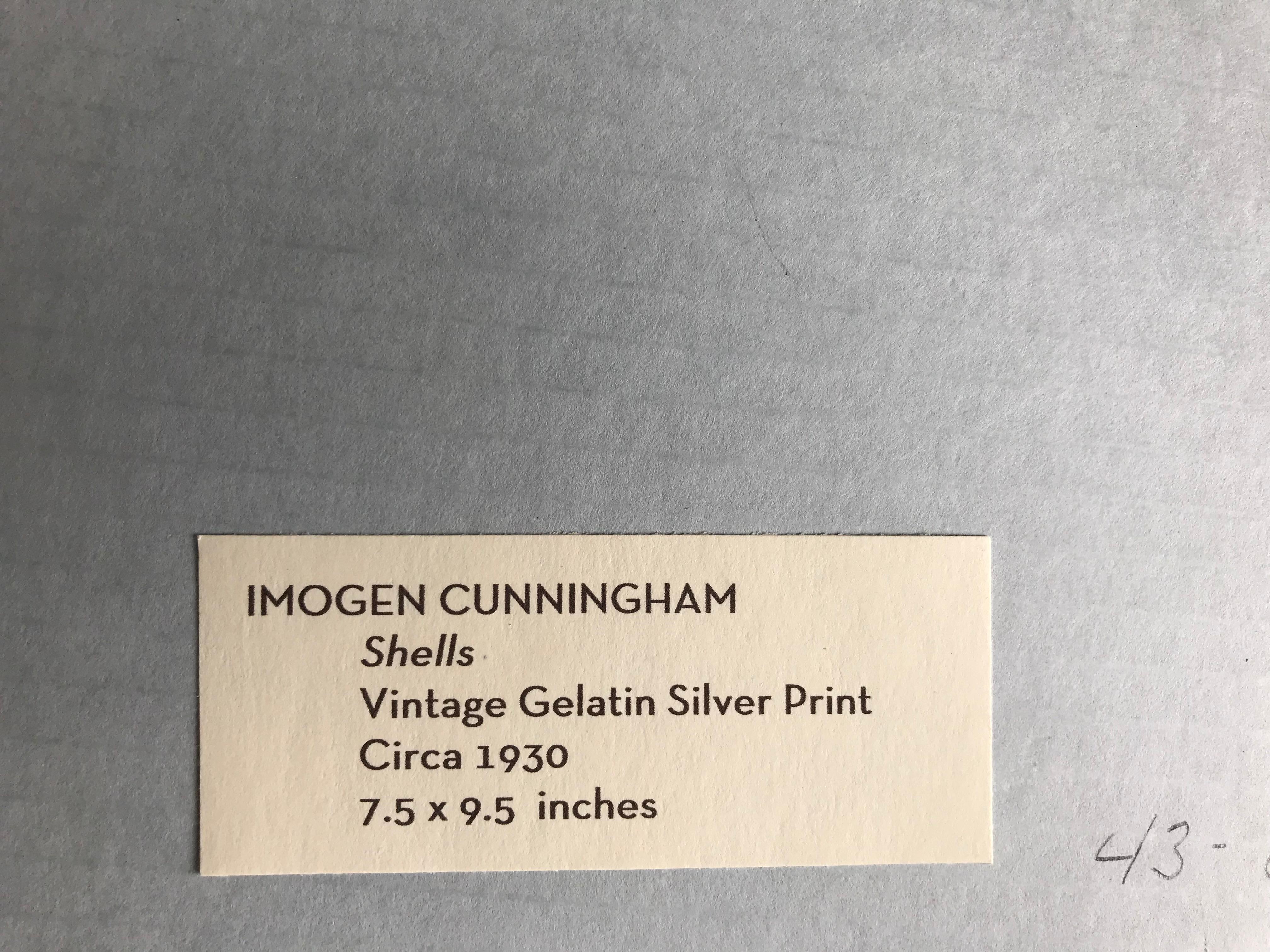 Rare and vintage signed Cunningham.  At auction would sell for high above this price. 
Black and White Photograph, Vintage, Still Life, Collage, Flora, Shells
Maybe unique photograph

Imogen Cunningham, one of the first professional female
