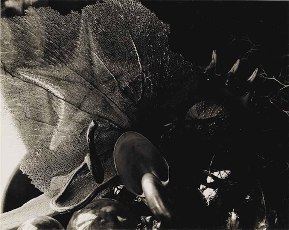 Imogen Cunningham Black and White Photograph - Shells Vintage Unique Photograph Signed Silver Gelatin Photo