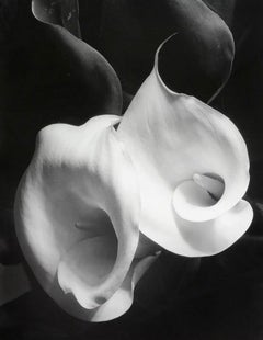 Two Callas, 1929