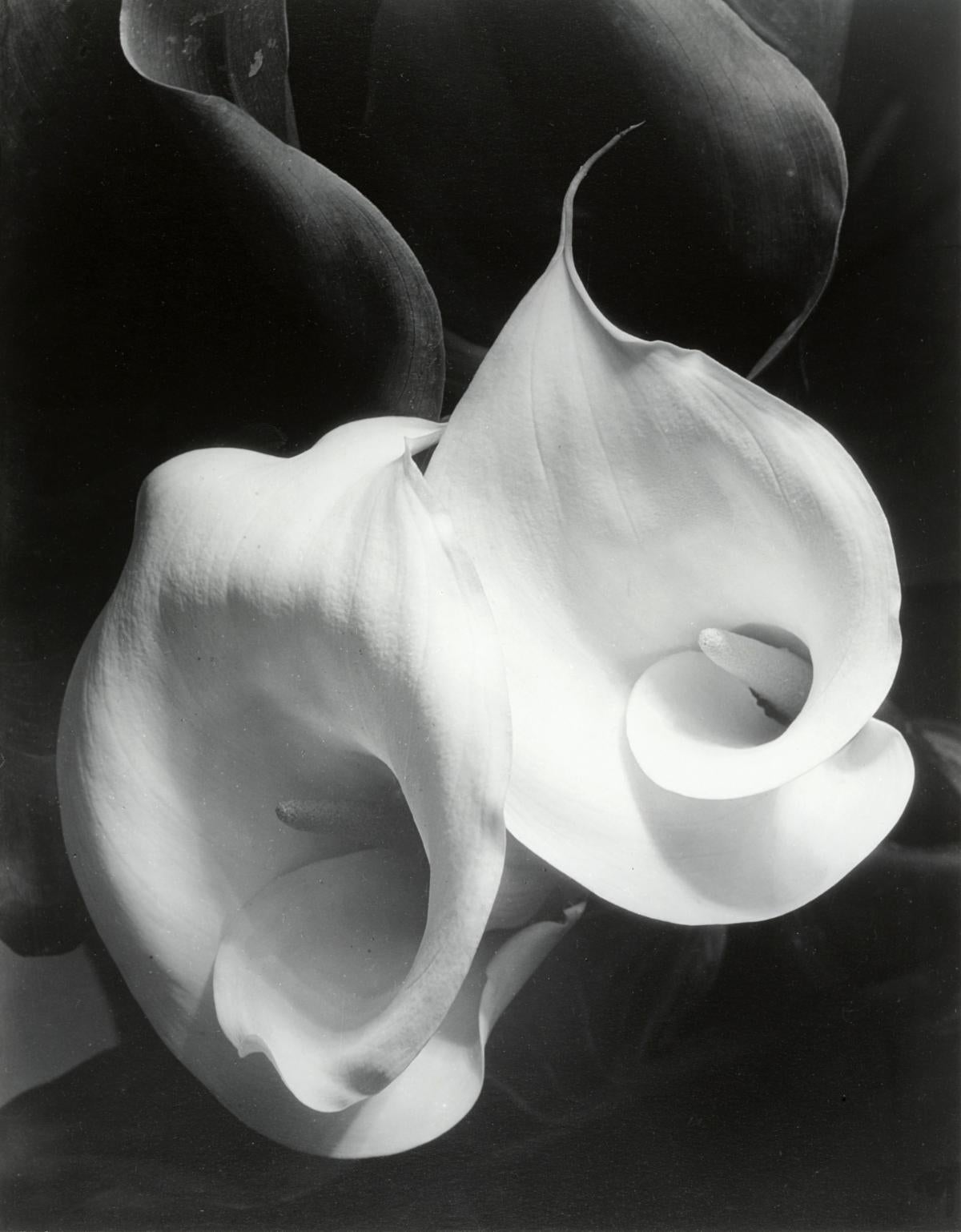 Imogen Cunningham Black and White Photograph - Two Callas
