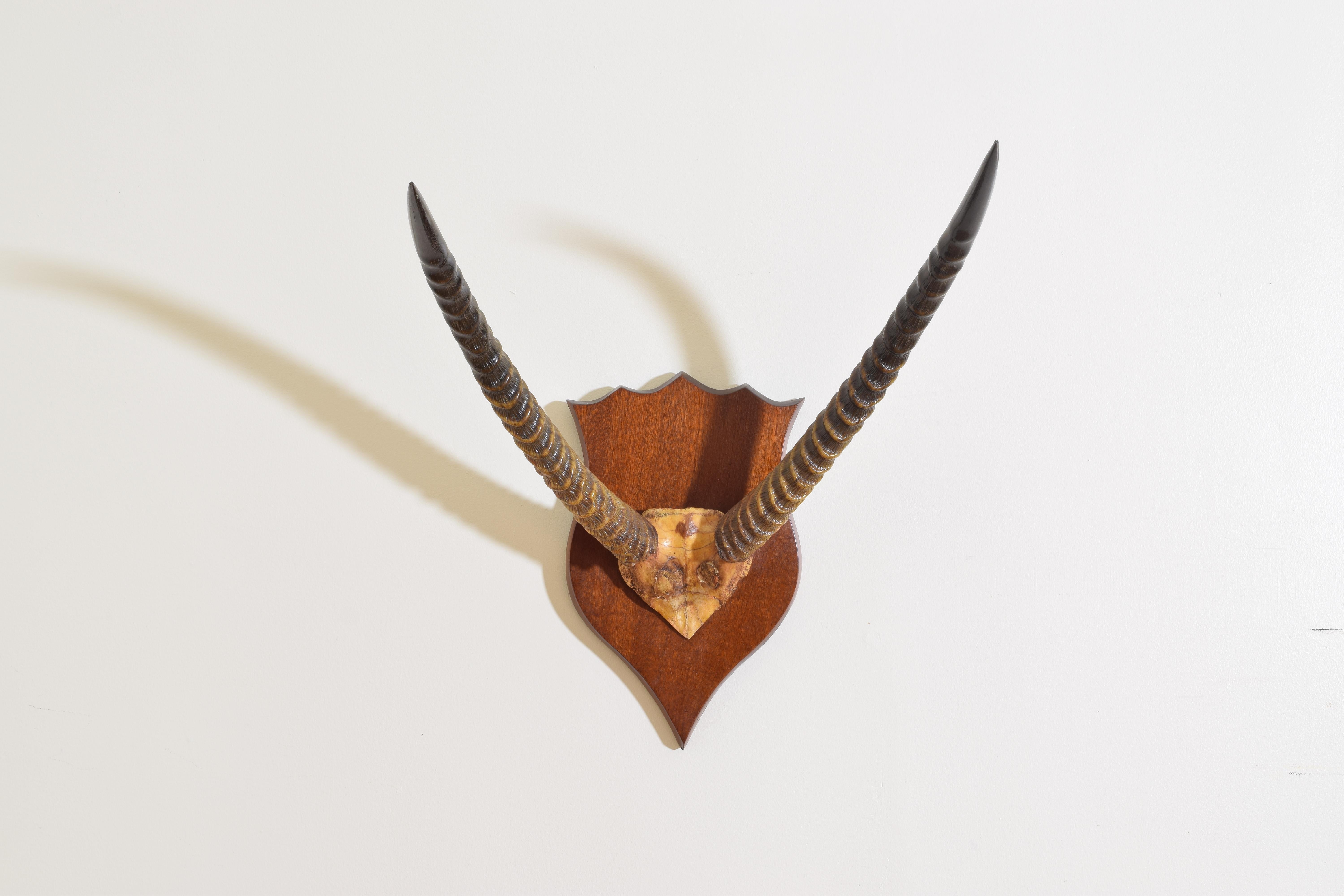 The upper section of the skull mounted on a carved mahogany shield-form backplate with a 4 scalloped top.