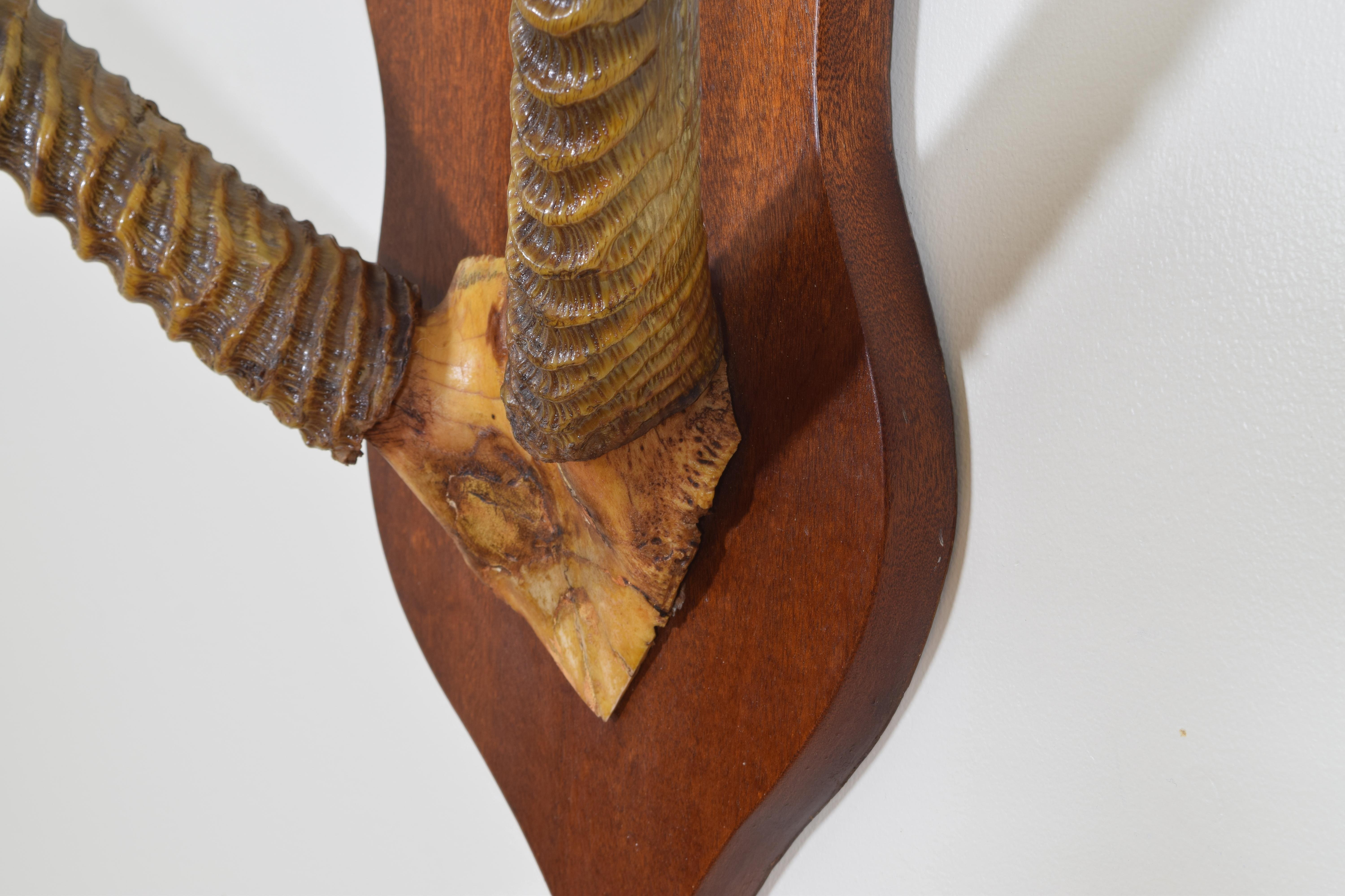 Impala Horn and Partial Skull Mount, Africa, First Half of the 20th Century In Excellent Condition In Atlanta, GA