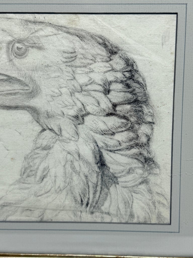 Importante disegno di aquila calva di scuola americana del XVIII secolo,  Attr William Bartram in vendita su 1stDibs Italia, image size:768x1024