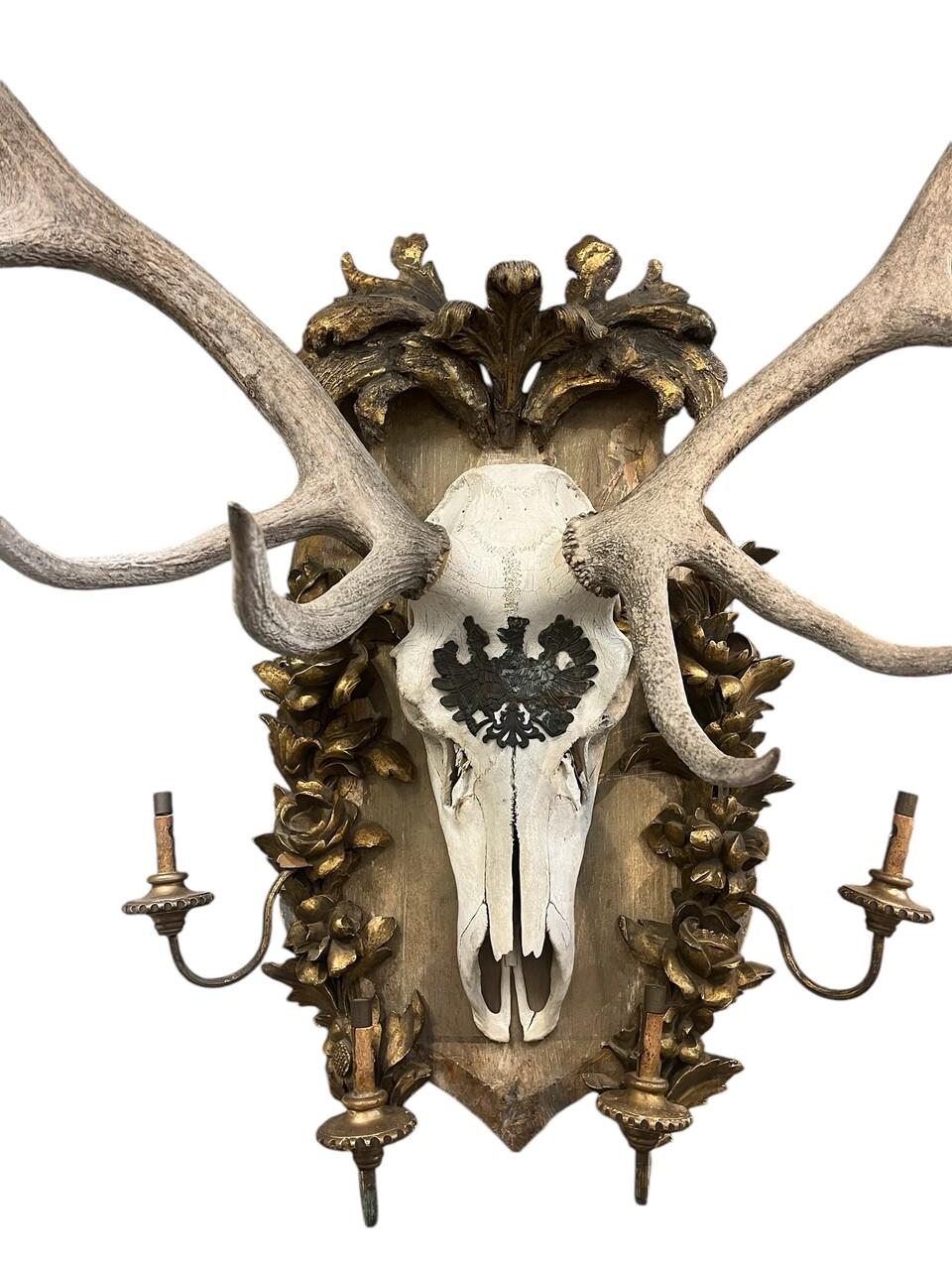 Importante trofeo di cervo rosso austriaco del XIX secolo, scattato dall'imperatore Franz dal castello di Eckartsau Josef, nelle Alpi austriache meridionali.
È stato valutato dall'esperto di Tuscan Antiques Roadshow, James Supp, e proviene dalla