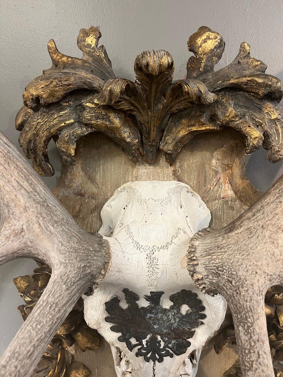 Importante trofeo di cervo rosso austriaco del XIX secolo proveniente dalla Royal Hunt Collection'S In condizioni buone in vendita a Houston, TX