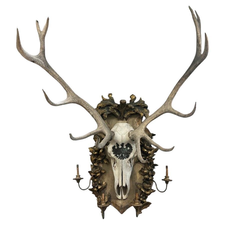 Important 19th Century Austrian Red Stag Trophy from Royal Hunt Collection
