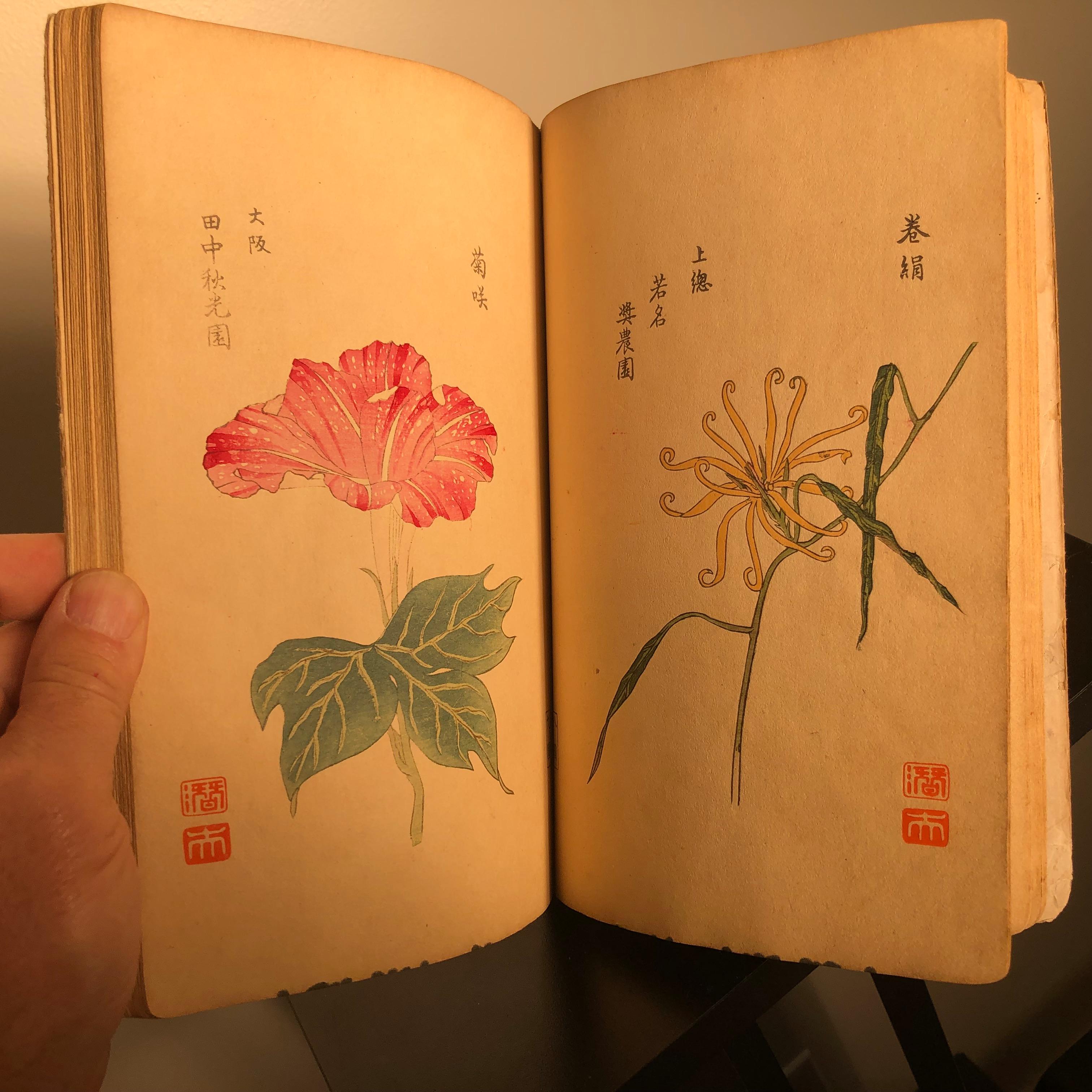 Important Japan Antique Woodblock Morning Glories 46 Vibrant Color Prints, 1903 3