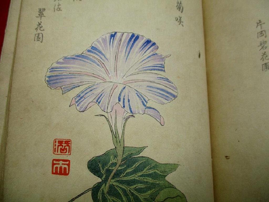 Important Japan Antique Woodblock Morning Glories 46 Vibrant Color Prints, 1903 5