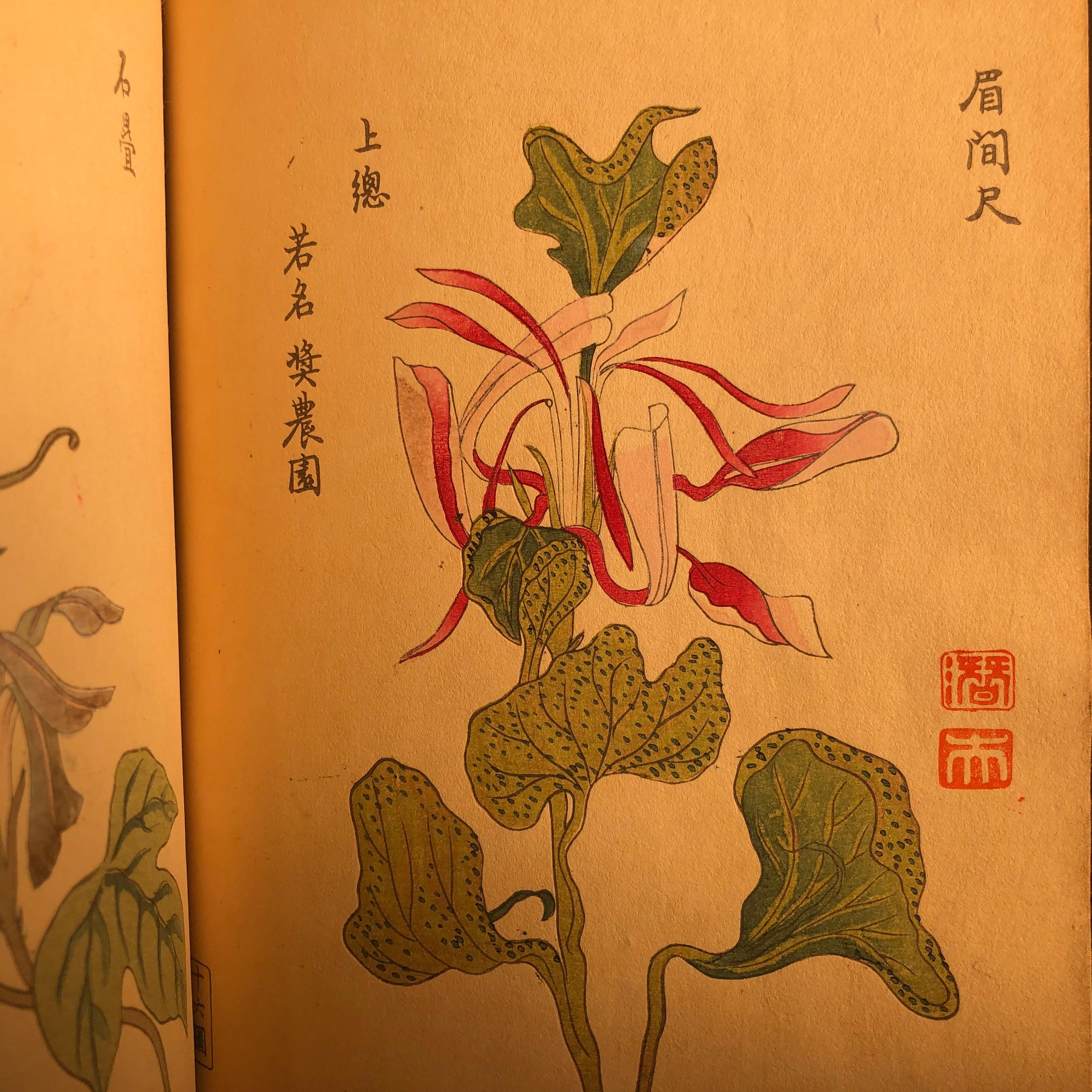 Important Japan Antique Woodblock Morning Glories 46 Vibrant Color Prints, 1903 7