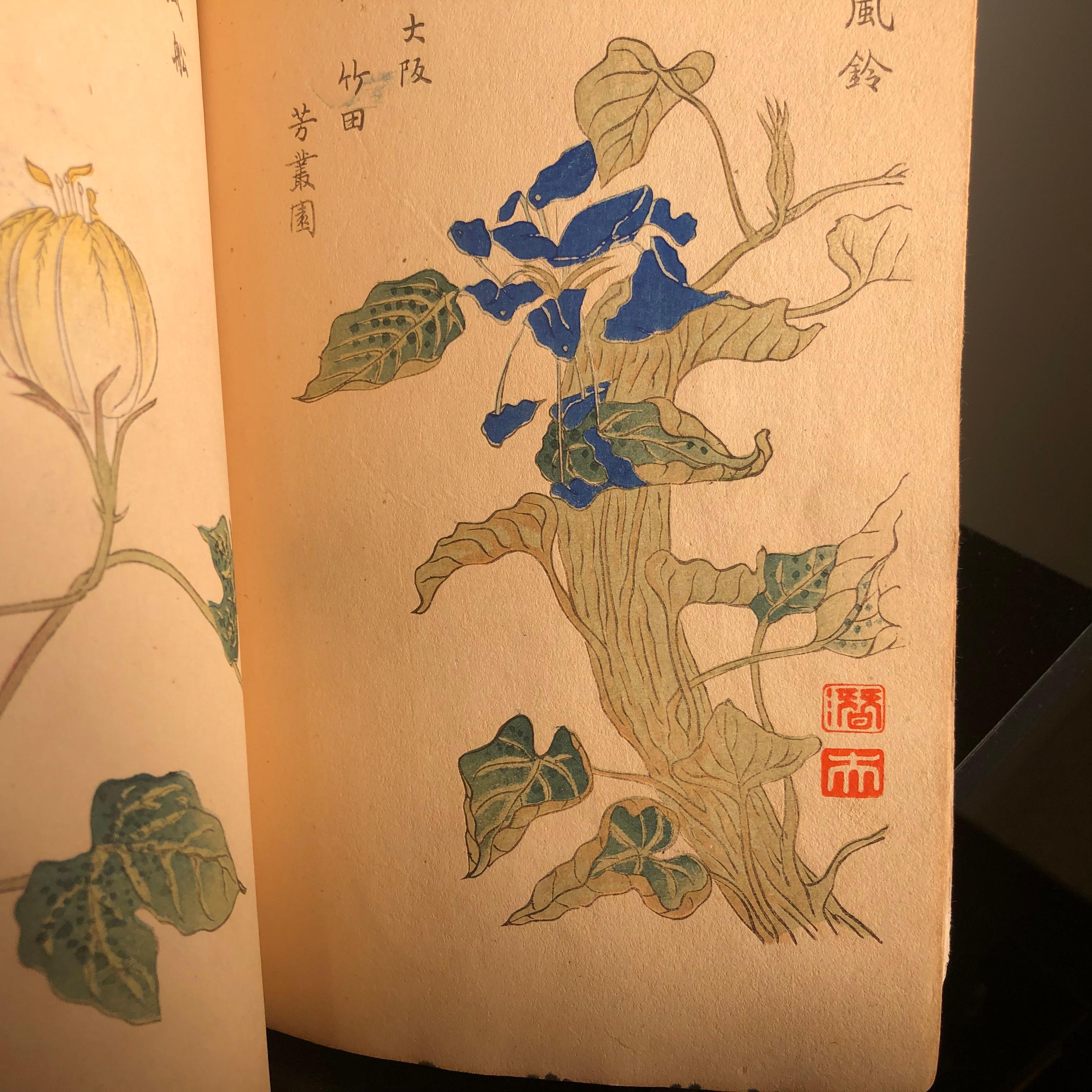 Important Japan Antique Woodblock Morning Glories 46 Vibrant Color Prints, 1903 9