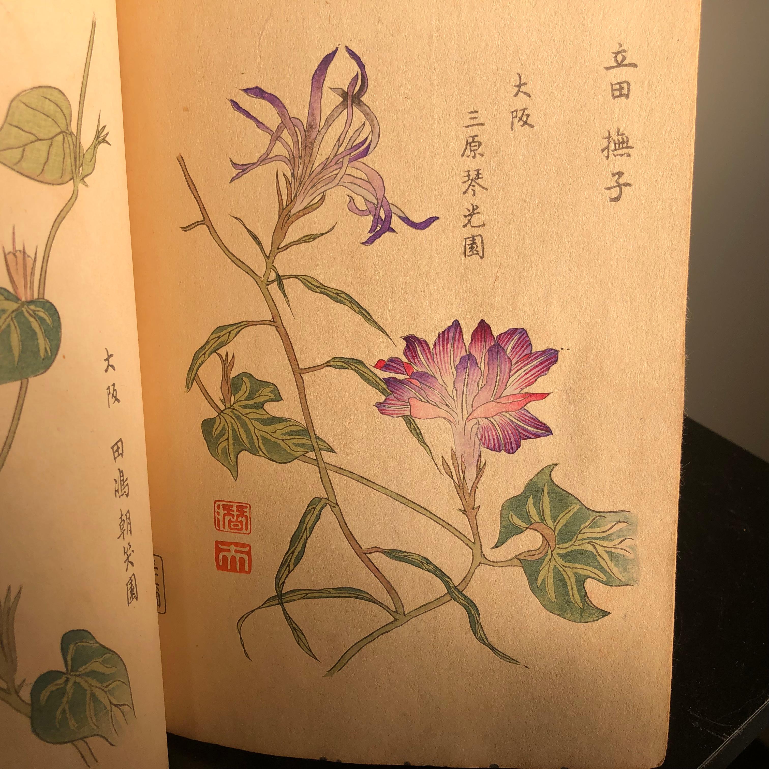 Important Japan Antique Woodblock Morning Glories 46 Vibrant Color Prints, 1903 10