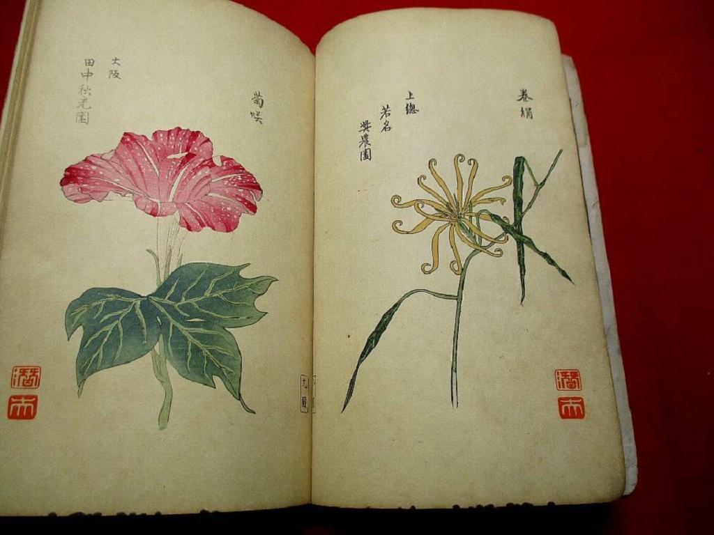 Japanese Important Japan Antique Woodblock Morning Glories 46 Vibrant Color Prints, 1903