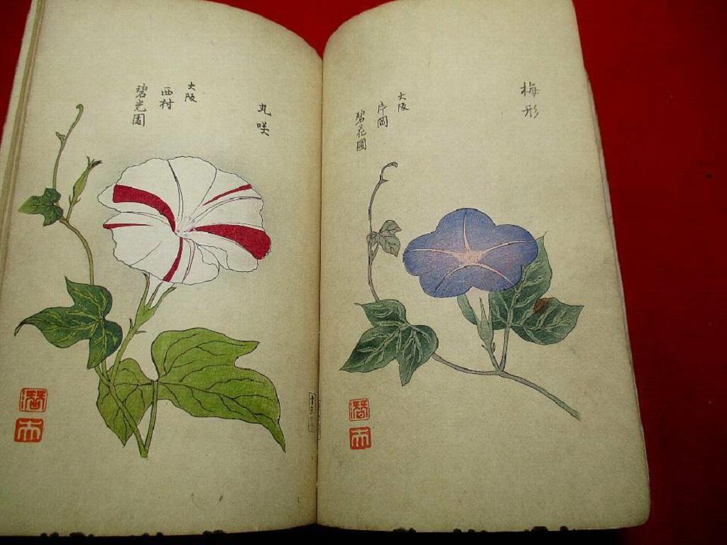 Hand-Crafted Important Japan Antique Woodblock Morning Glories 46 Vibrant Color Prints, 1903