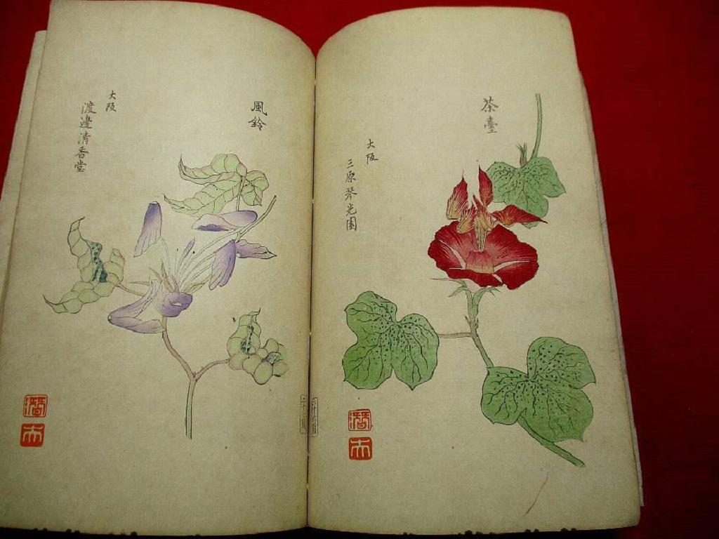Paper Important Japan Antique Woodblock Morning Glories 46 Vibrant Color Prints, 1903