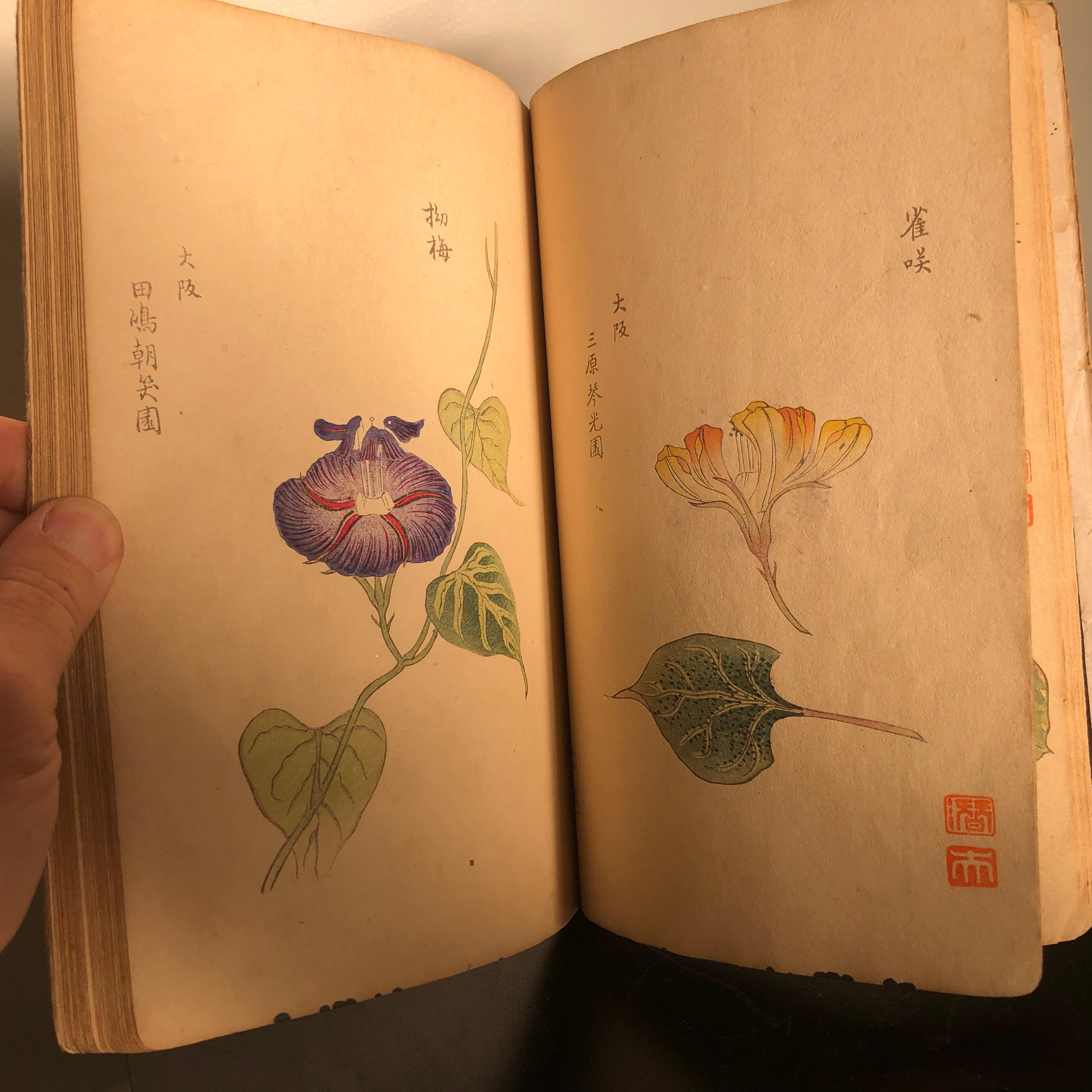 Important Japan Antique Woodblock Morning Glories 46 Vibrant Color Prints, 1903 1