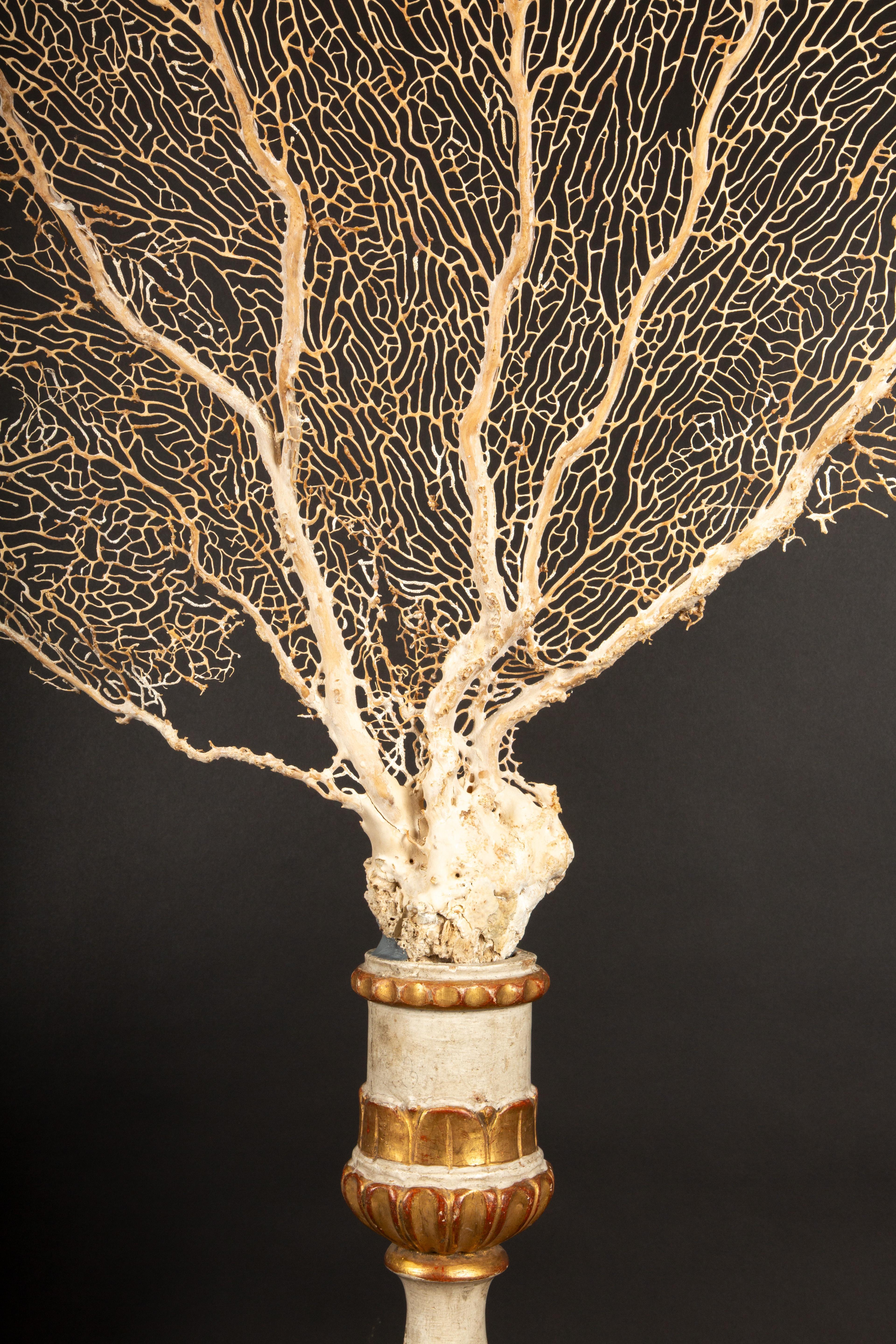 Italian Imposing 19th-Century Gilt Sailor's Pricket with Mounted Natural Sea Fan- 62