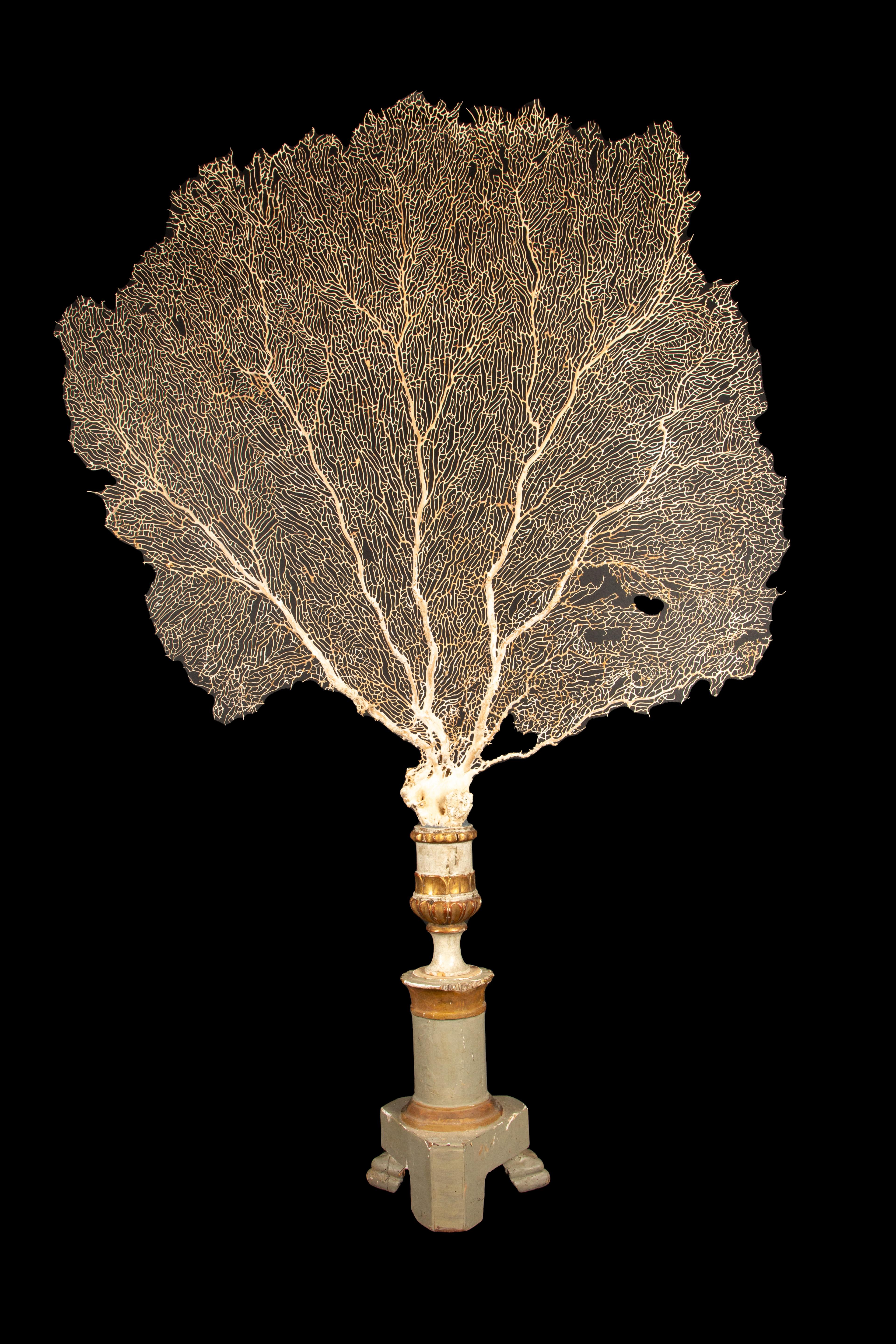Coral Imposing 19th-Century Gilt Sailor's Pricket with Mounted Natural Sea Fan- 62
