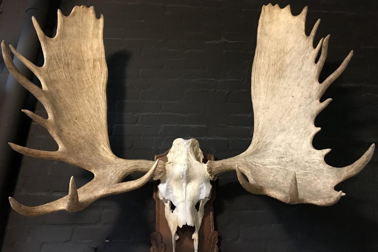 Imposing pair of antlers of a big Canadian moose at 1stDibs moose