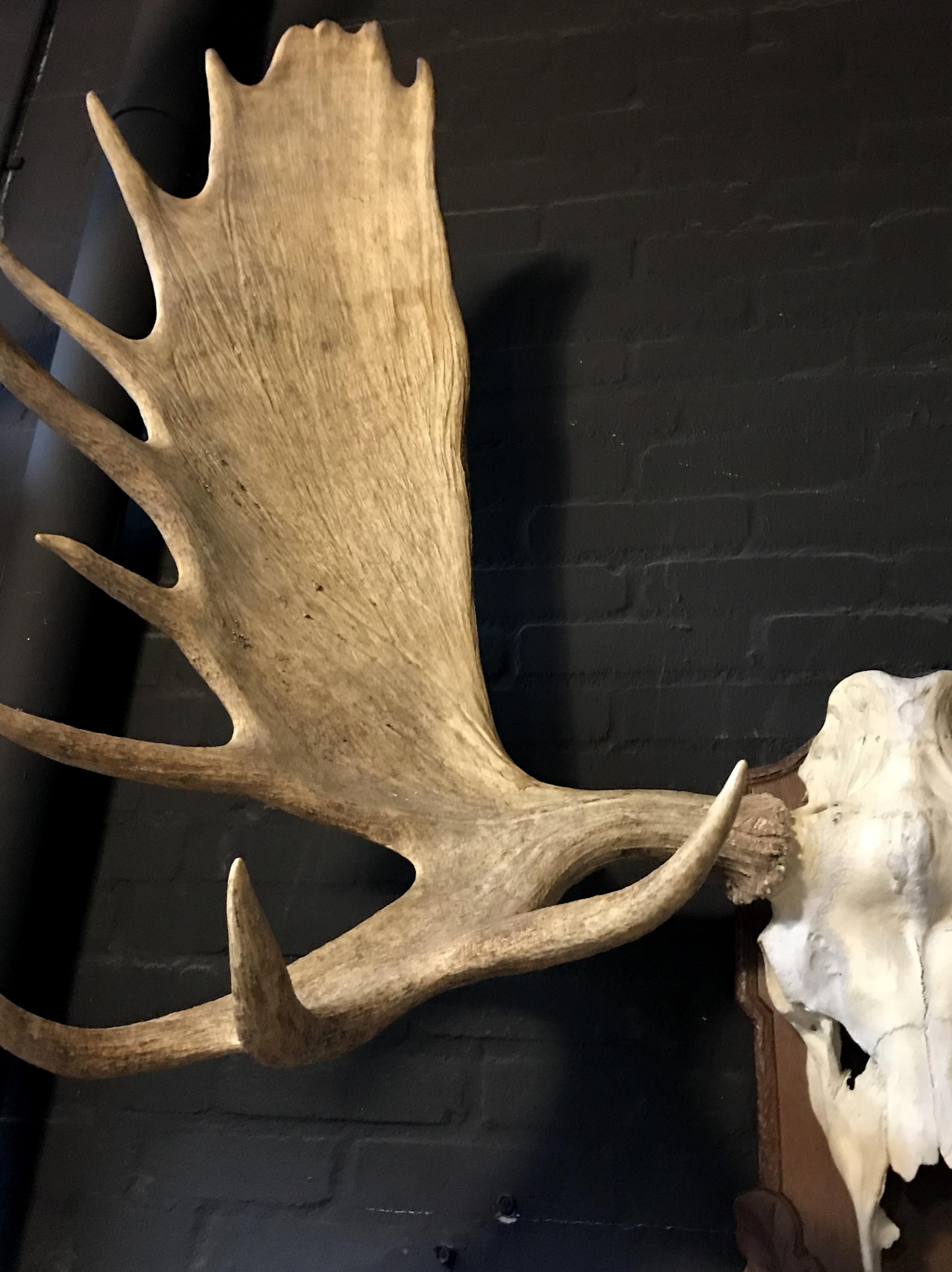 canadian moose antlers