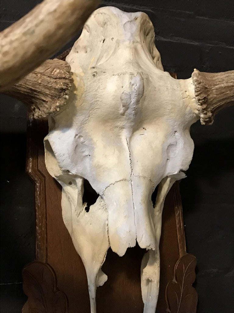 Imposing pair of antlers of a big Canadian moose at 1stDibs moose