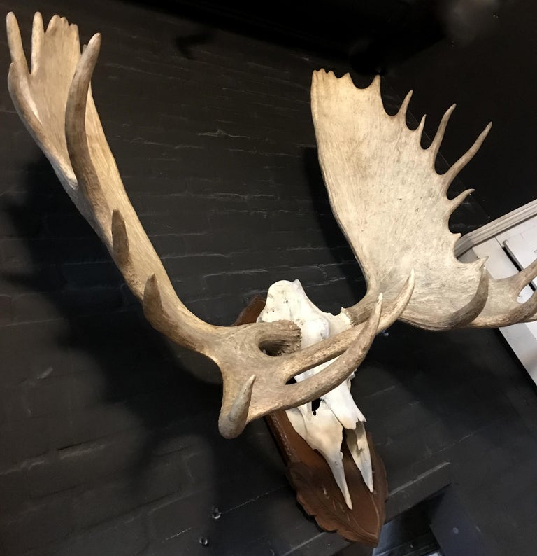 Imposing pair of antlers of a big Canadian moose at 1stDibs moose