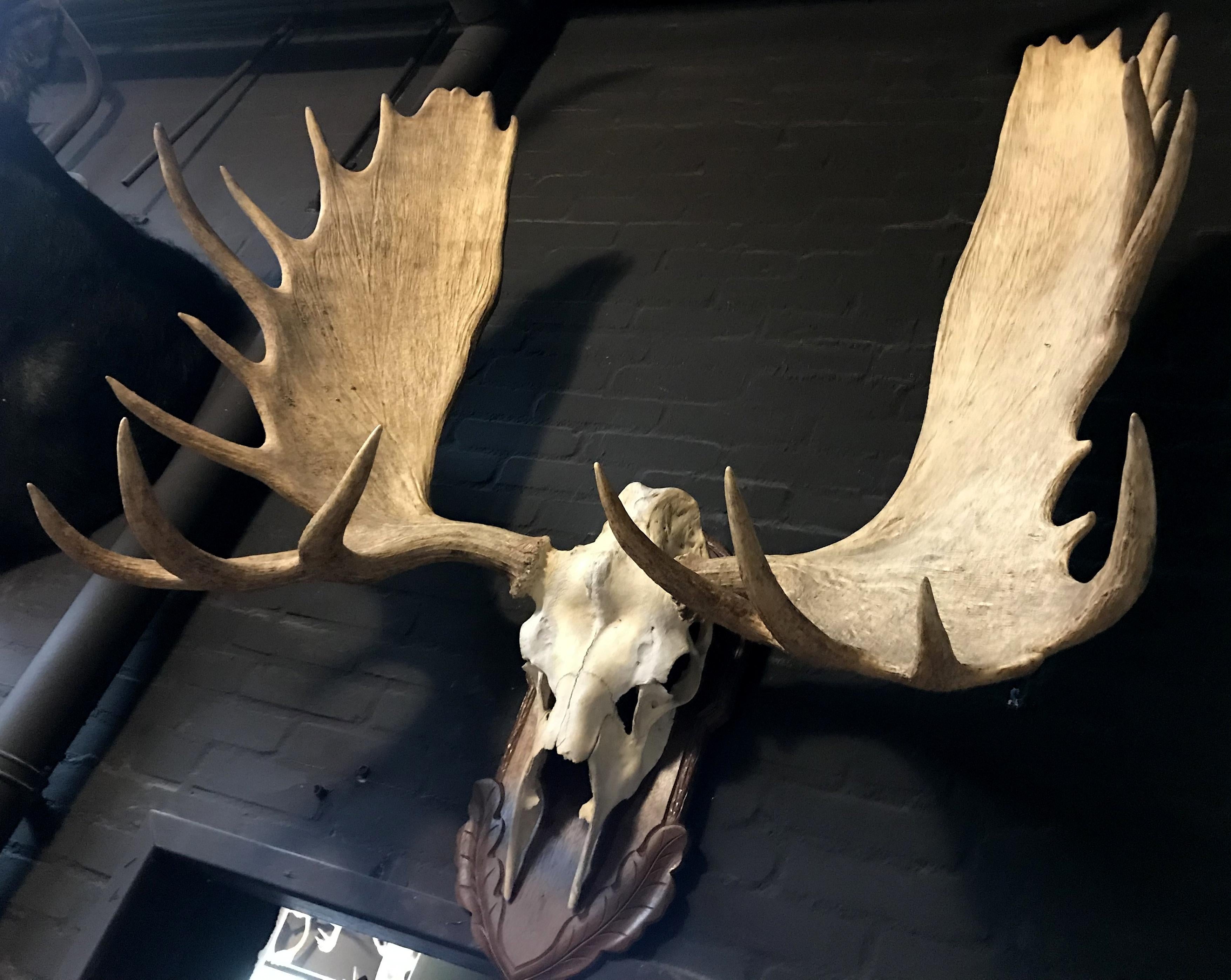 20th Century Imposing pair of antlers of a big Canadian moose