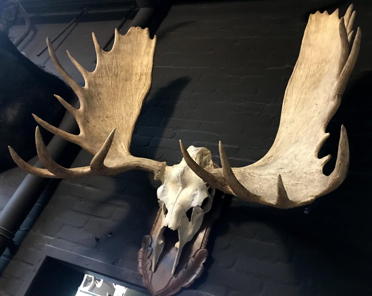 Imposing pair of antlers of a big Canadian moose at 1stDibs moose