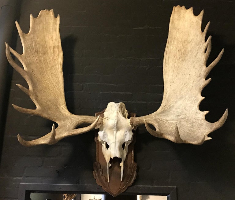 Imposing pair of antlers of a big Canadian moose at 1stDibs moose