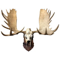 Imposing pair of antlers of a big Canadian moose