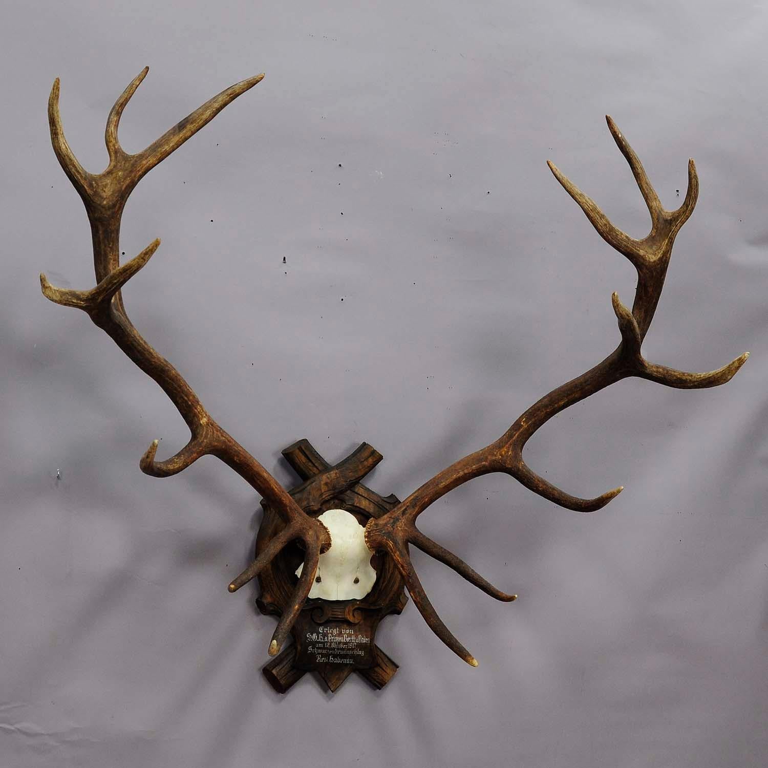 A marvelous 16 pointer Black Forest deer trophy from the palace of Salem in south Germany. Shot by a member of the lordly family of Baden. Mounted on wooden plaque. Handwritten inscription from shooter Prince Berth from Baden 1917.

Dimensions: