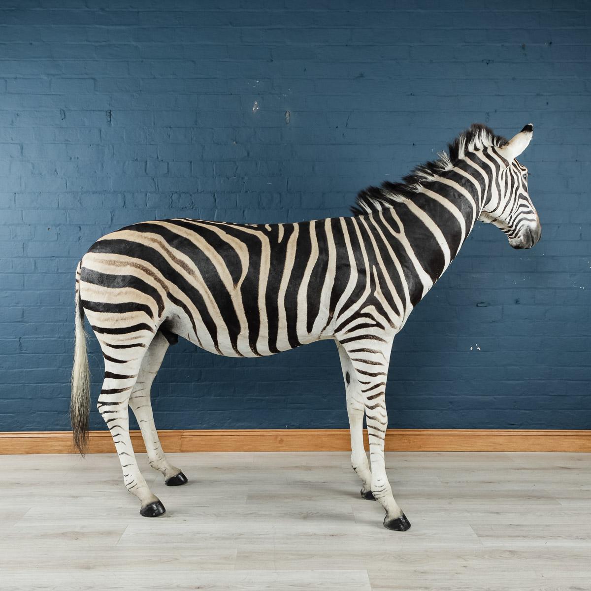 A lovely African taxidermy Burchell's full mount zebra, particularly large and extremely well preserved.

The plains zebra (Equus quagga, formerly Equus burchelli) is the most common, and has or had about six subspecies distributed across much of