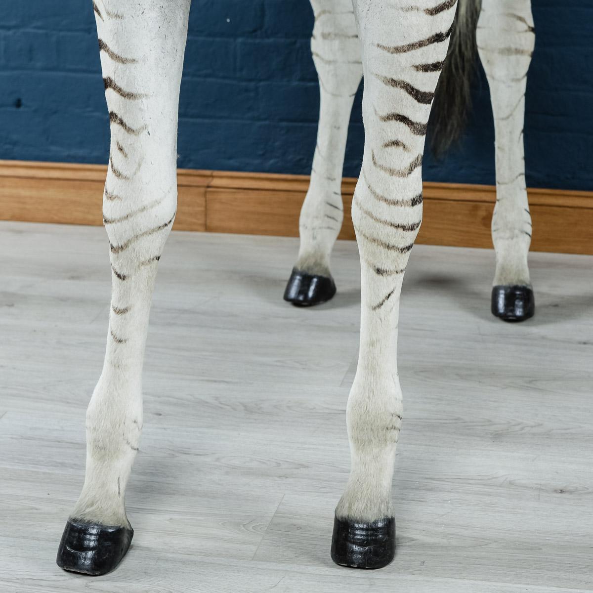 Impressive 20th Century Full Mount Taxidermy Burchell Zebra 2