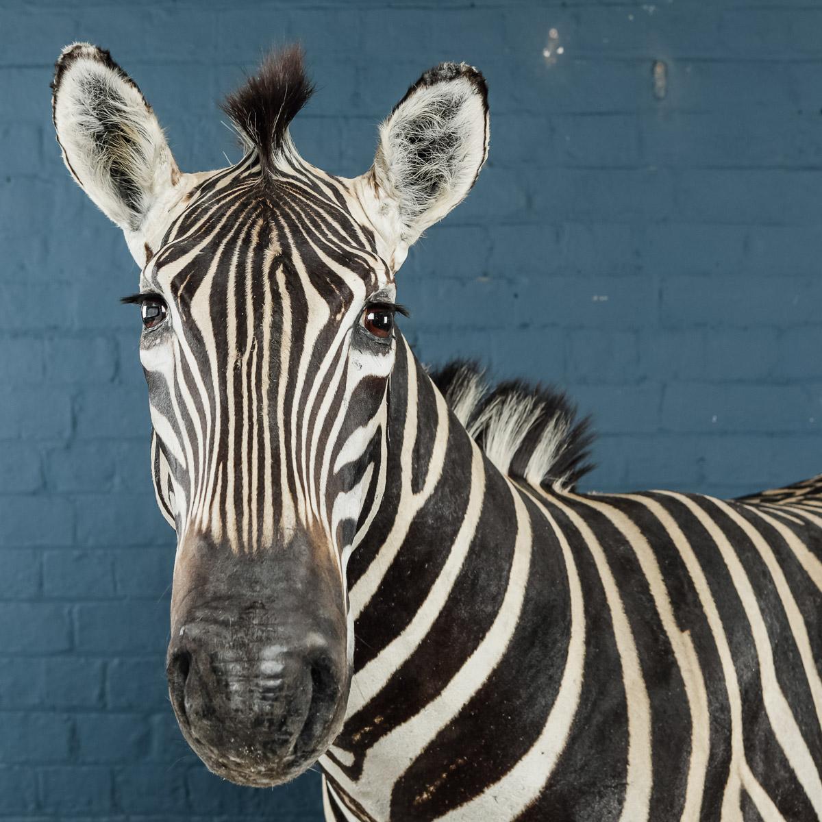 Impressive 20th Century Full Mount Taxidermy Burchell Zebra 3