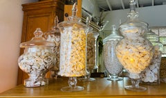 Impressive Large Sea Shell Glass Jars Collection