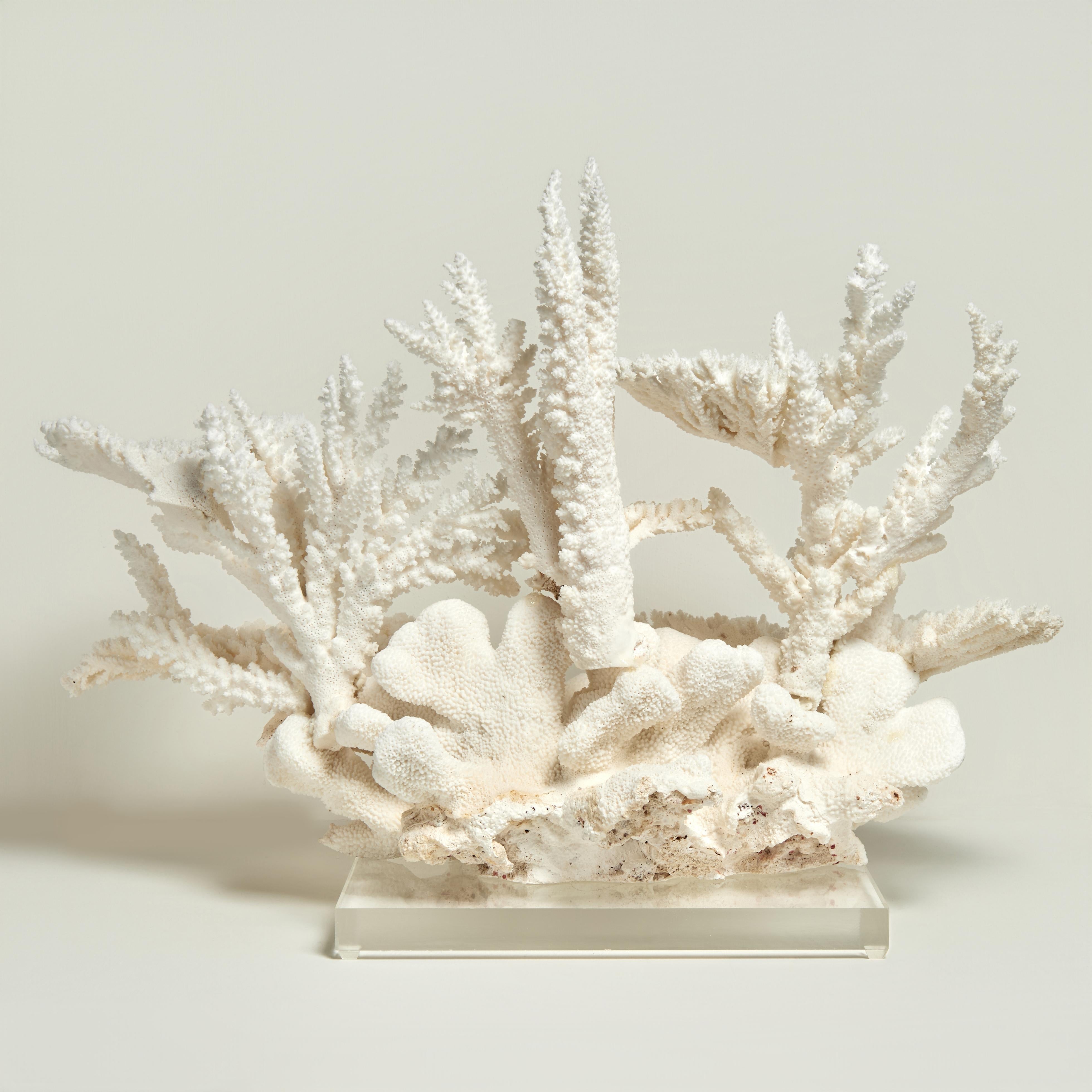 Impressive Branch and Table Coral Sculpture on Lucite For Sale 2